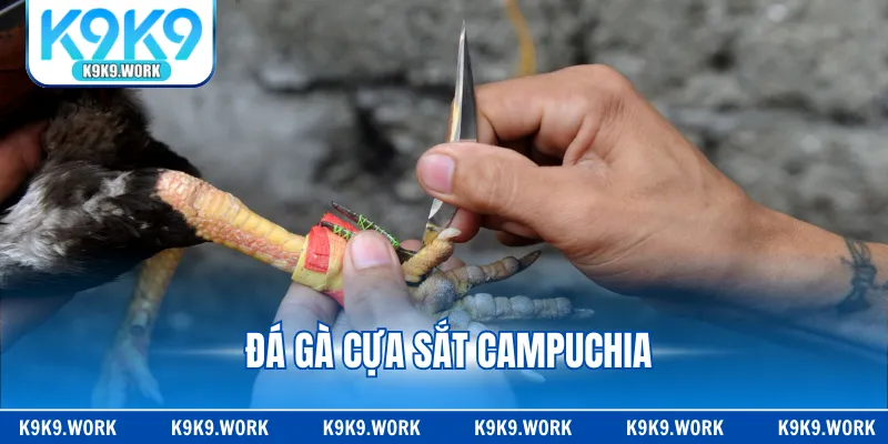 Đá Gà Cựa Sắt Campuchia - Chi Tiết Luật Cược Tại K9K9