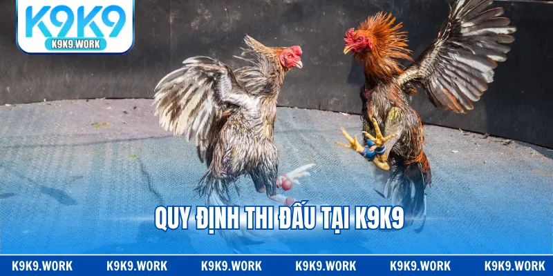 Quy định thi đấu tại K9K9